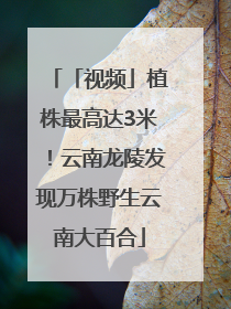 「视频」植株最高达3米！云南龙陵发现万株野生云南大百合