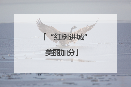 “红树进城” 美丽加分