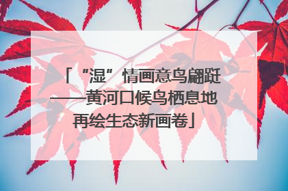 “湿”情画意鸟翩跹——黄河口候鸟栖息地再绘生态新画卷