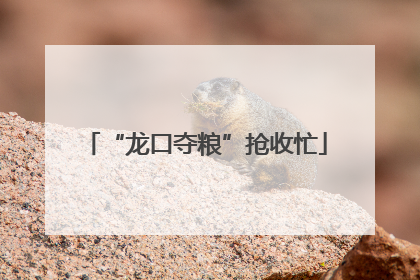 “龙口夺粮”抢收忙