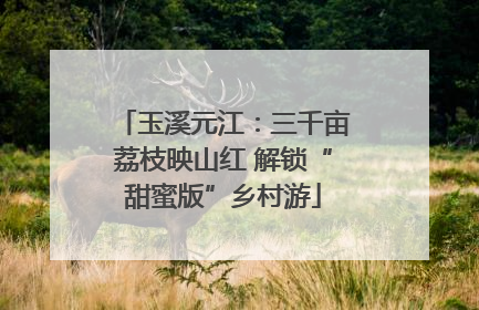 玉溪元江：三千亩荔枝映山红 解锁“甜蜜版”乡村游