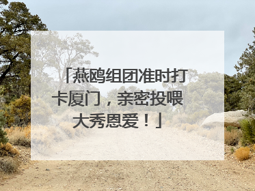 燕鸥组团准时打卡厦门，亲密投喂大秀恩爱！