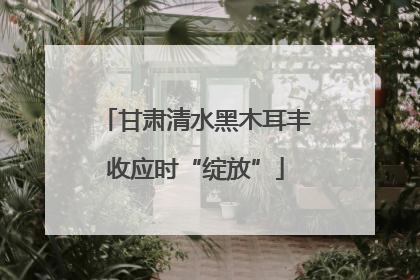 甘肃清水黑木耳丰收应时“绽放”