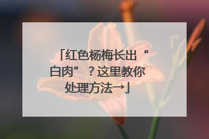 红色杨梅长出“白肉”？这里教你处理方法→