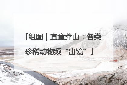 组图｜宜章莽山：各类珍稀动物频“出镜”
