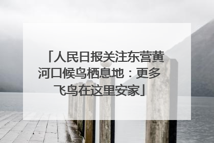 人民日报关注东营黄河口候鸟栖息地：更多飞鸟在这里安家