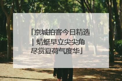 京城拍客今日精选｜蜻蜓早立尖尖角 尽赏夏荷气度华