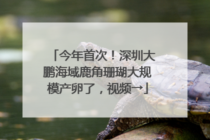 今年首次！深圳大鹏海域鹿角珊瑚大规模产卵了，视频→