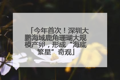 今年首次！深圳大鹏海域鹿角珊瑚大规模产卵，形成“海底繁星”奇观