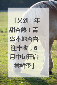 又到一年甜杏熟！青岛本地杏喜迎丰收，6月中旬开启尝鲜季