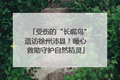 受伤的“长嘴鸟”造访徐州沛县！暖心救助守护自然精灵