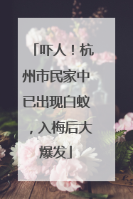 吓人！杭州市民家中已出现白蚁，入梅后大爆发
