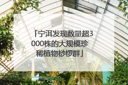 宁洱发现数量超3000株的大规模珍稀植物桫椤群