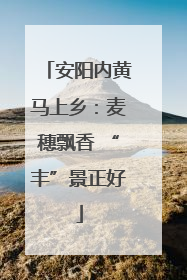 安阳内黄马上乡：麦穗飘香 “丰”景正好