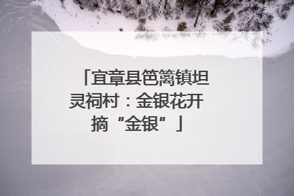 宜章县笆篱镇坦灵祠村：金银花开摘“金银”