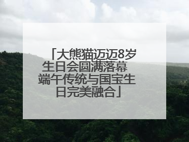 大熊猫迈迈8岁生日会圆满落幕 端午传统与国宝生日完美融合