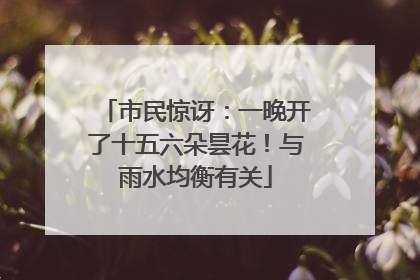 市民惊讶：一晚开了十五六朵昙花！与雨水均衡有关