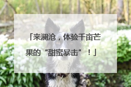 来澜沧，体验千亩芒果的“甜蜜暴击”！