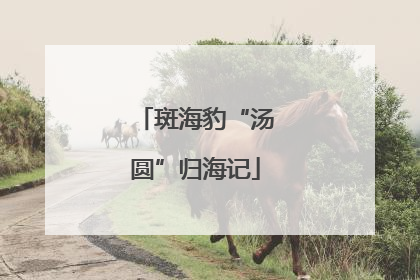 斑海豹“汤圆”归海记