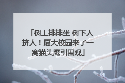 树上排排坐 树下人挤人！厦大校园来了一窝猫头鹰引围观