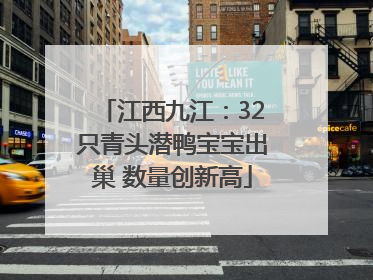 江西九江：32只青头潜鸭宝宝出巢 数量创新高