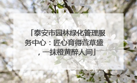 泰安市园林绿化管理服务中心：匠心育得萱草盛，一抹橙黄醉人间