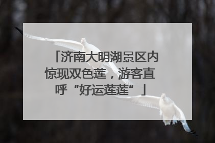 济南大明湖景区内惊现双色莲，游客直呼“好运莲莲”