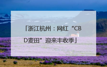 浙江杭州：网红“CBD麦田”迎来丰收季