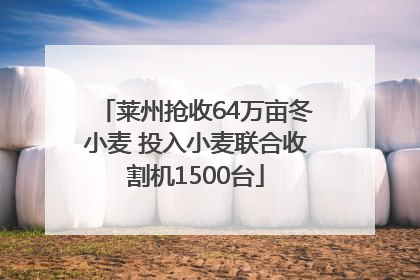 莱州抢收64万亩冬小麦 投入小麦联合收割机1500台
