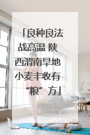良种良法战高温 陕西渭南旱地小麦丰收有“粮”方