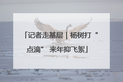 记者走基层｜杨树打“点滴” 来年抑飞絮