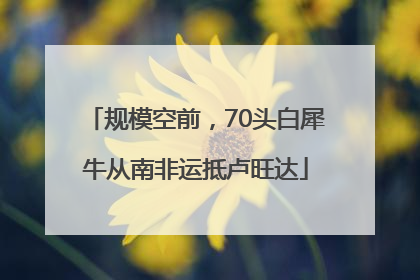 规模空前，70头白犀牛从南非运抵卢旺达