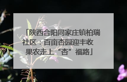 陕西合阳同家庄镇柏瑞社区：百亩杏园迎丰收 果农走上“杏”福路