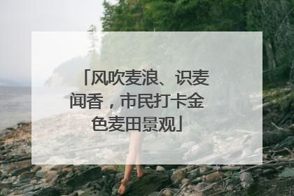 风吹麦浪、识麦闻香，市民打卡金色麦田景观