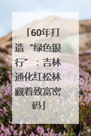 60年打造“绿色银行”：吉林通化红松林藏着致富密码