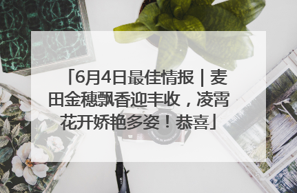 6月4日最佳情报｜麦田金穗飘香迎丰收，凌霄花开娇艳多姿！恭喜